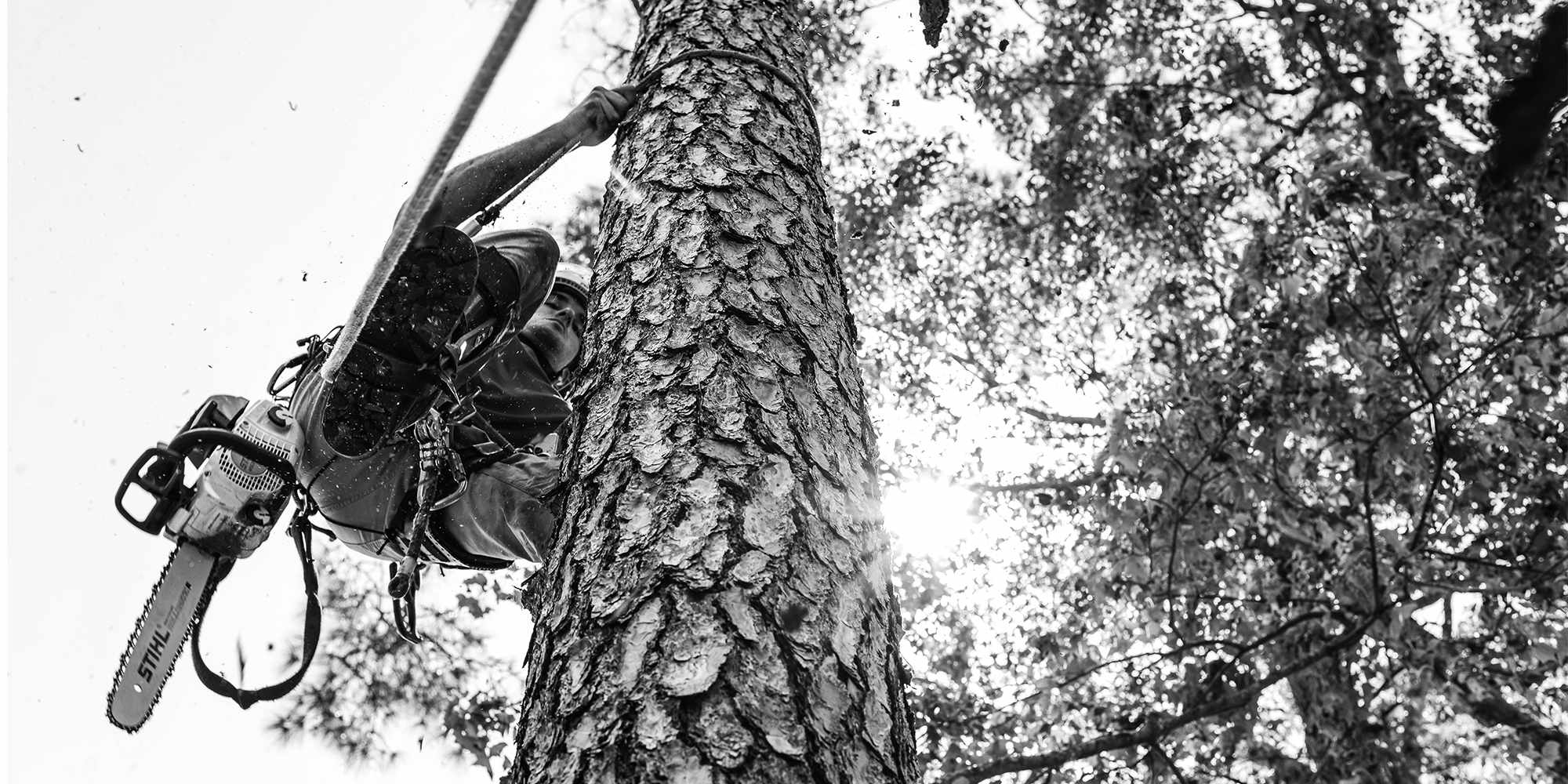 Lead arborist, Spencer, using spikes and a flipline to climb up a tree with a chainsaw at his hip.