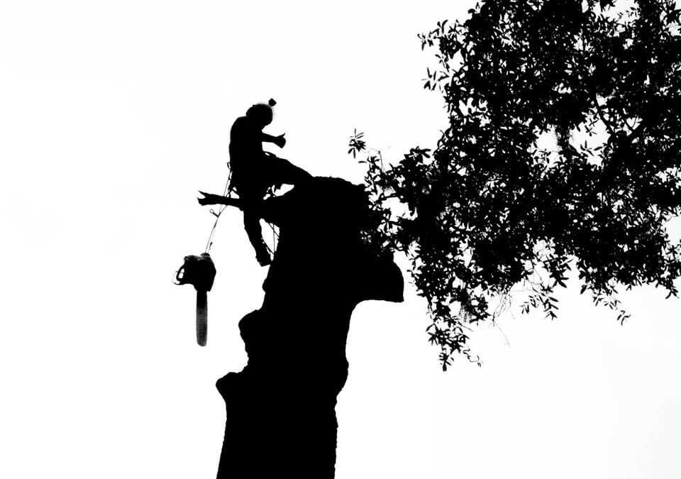A stark silhouette of a climber on the trunk of a mostly removed tree.