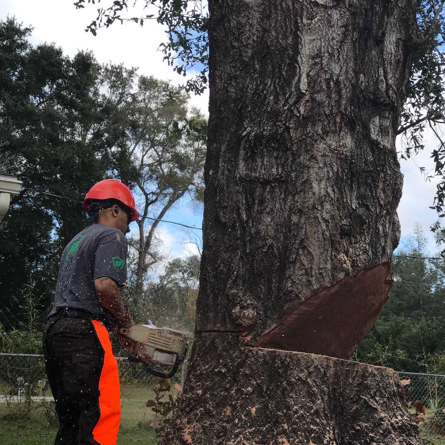 An arborist back cutting the base of a tree towards a large notch cut on the face.