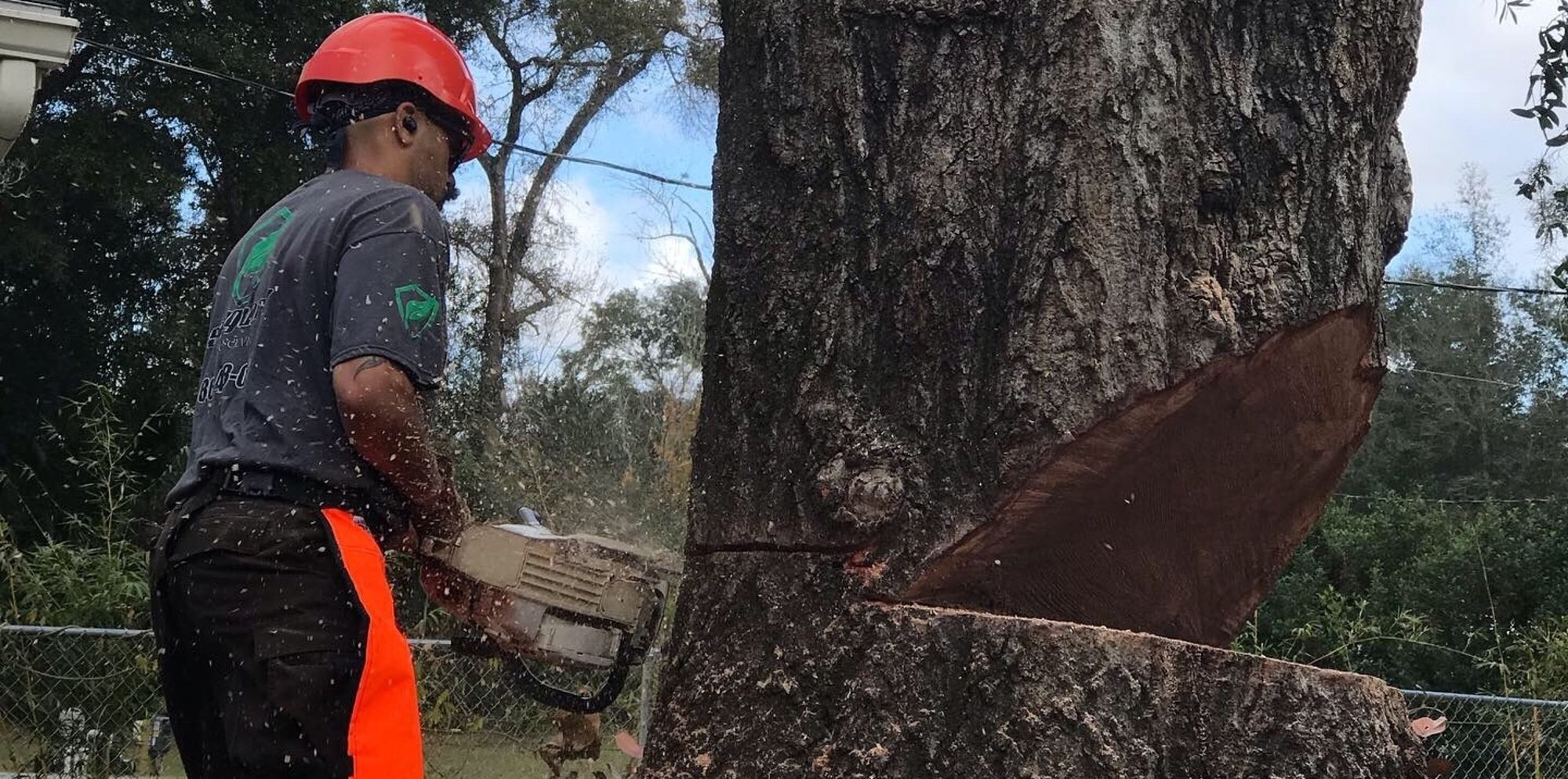 An arborist back cutting the base of a tree towards a large notch cut on the face.