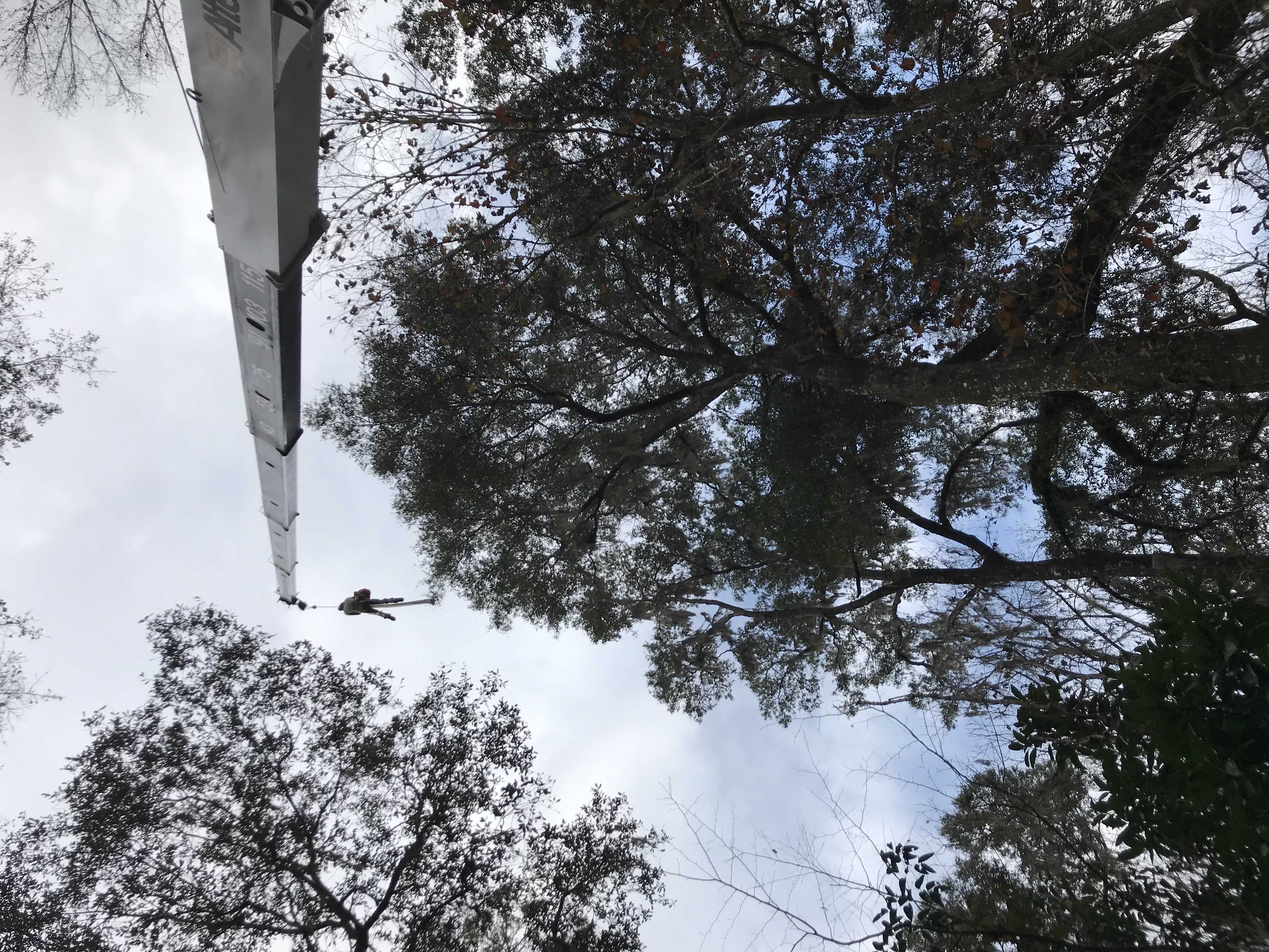 A crane lifting an arborist to the top of a tree.