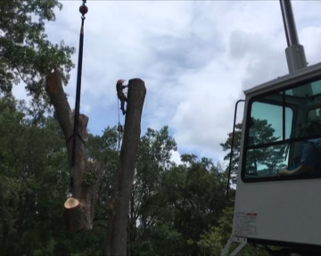 A crane removing a large section of trunk that was just cut from a tree.