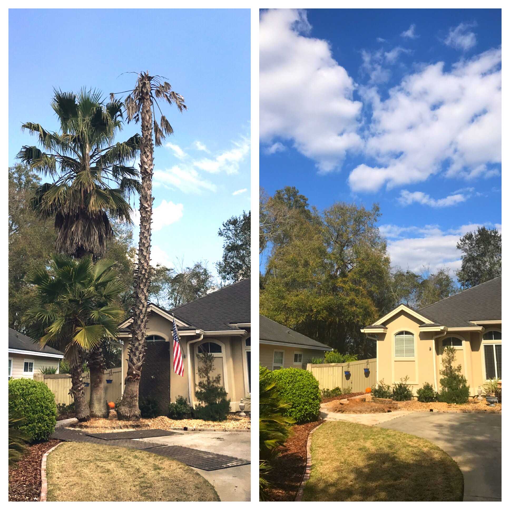 A left image showing a dead palm tree beside a house, and a right image showing the house after the tree has been removed.