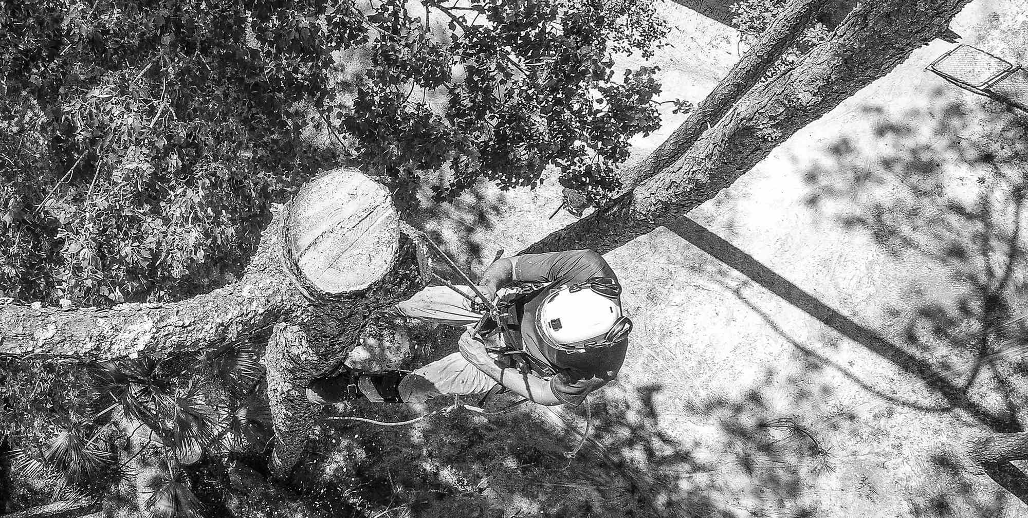 Arborist rapelling from a pine tree after removing the top.