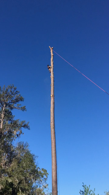 Arborist cutting the top off a tree with all the branches removed.