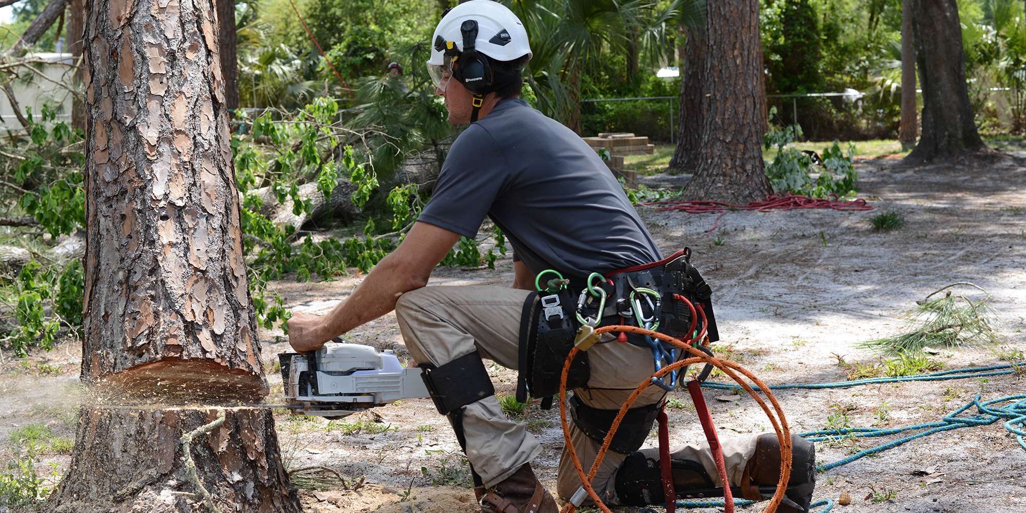 Lead arborist, Spencer, cutting through the base of a pine tree with a chainsaw.