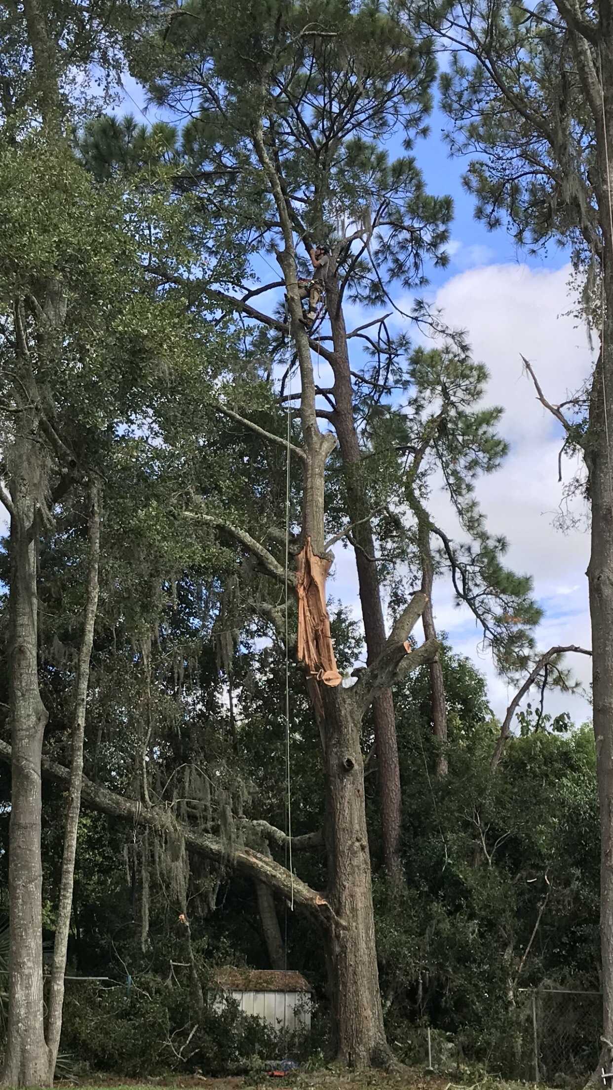 An arborist working on a tree with a large section torn off the center.