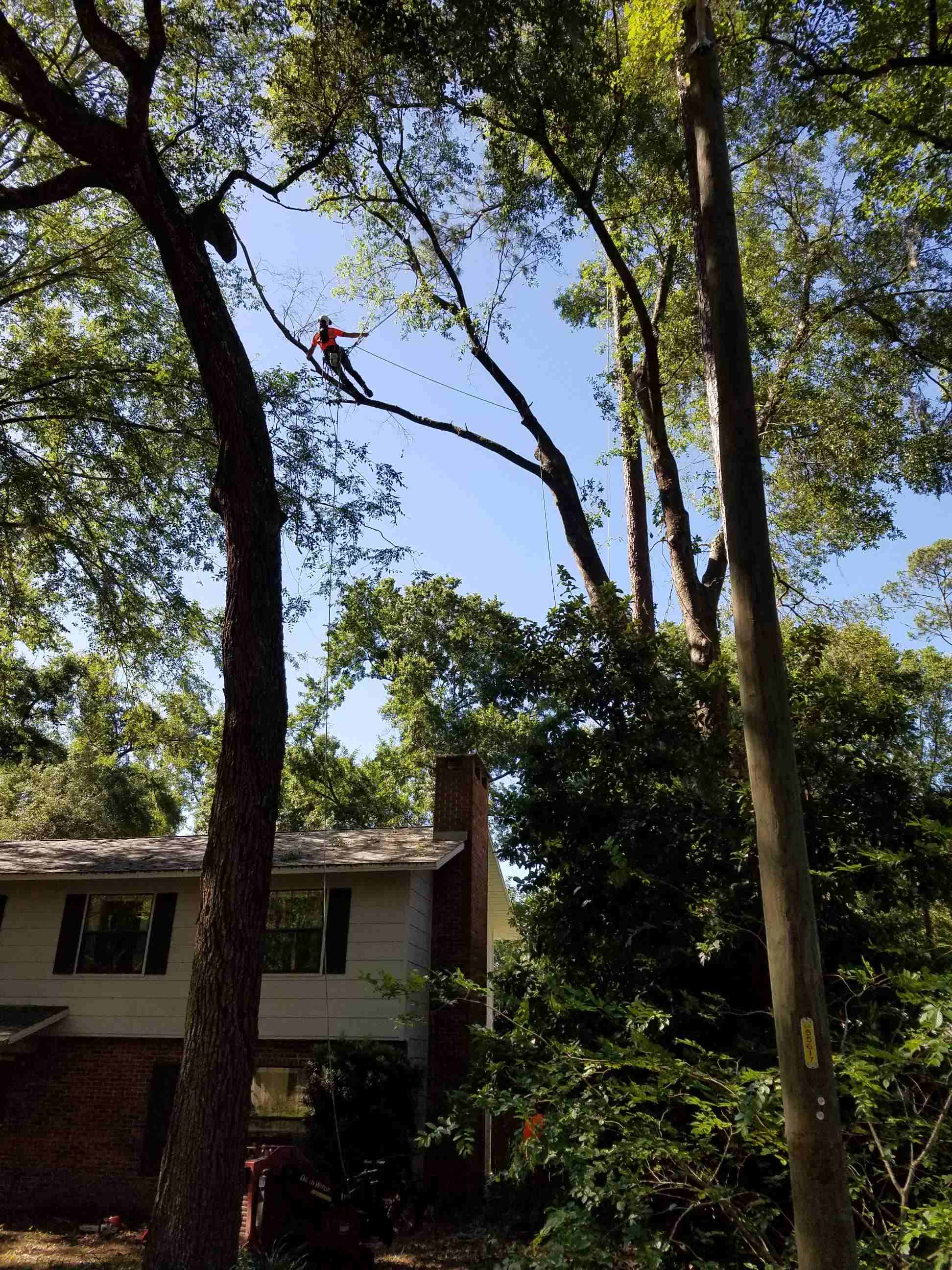 Arborist walking out on limb high above a residential house.