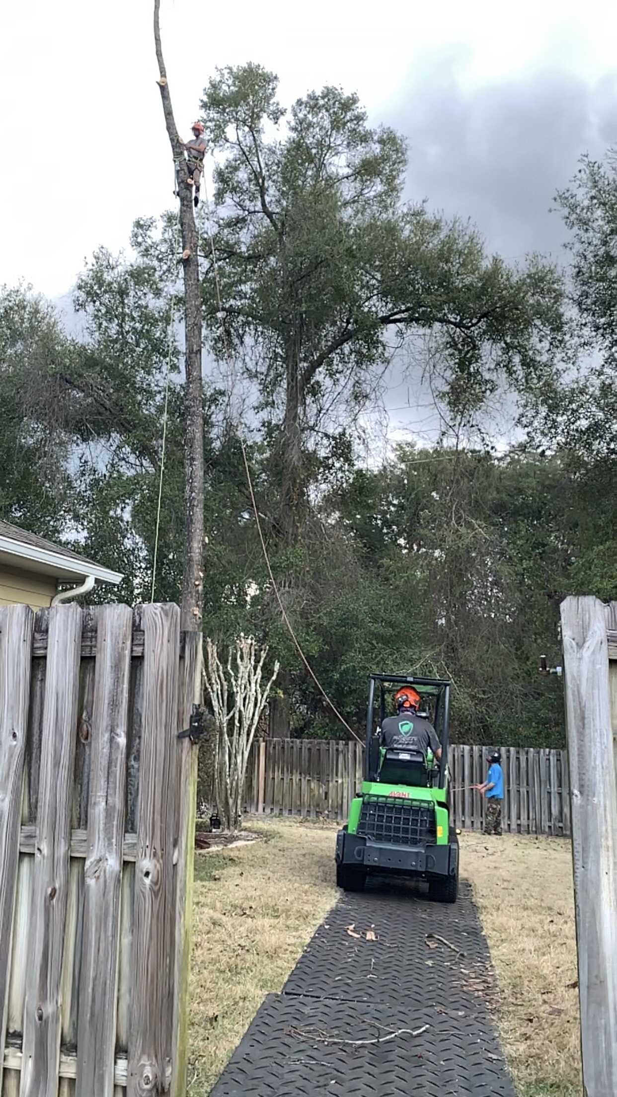 An arborist dropping a section of tree, and a wheel loader standing by ready to move the section afterwards.