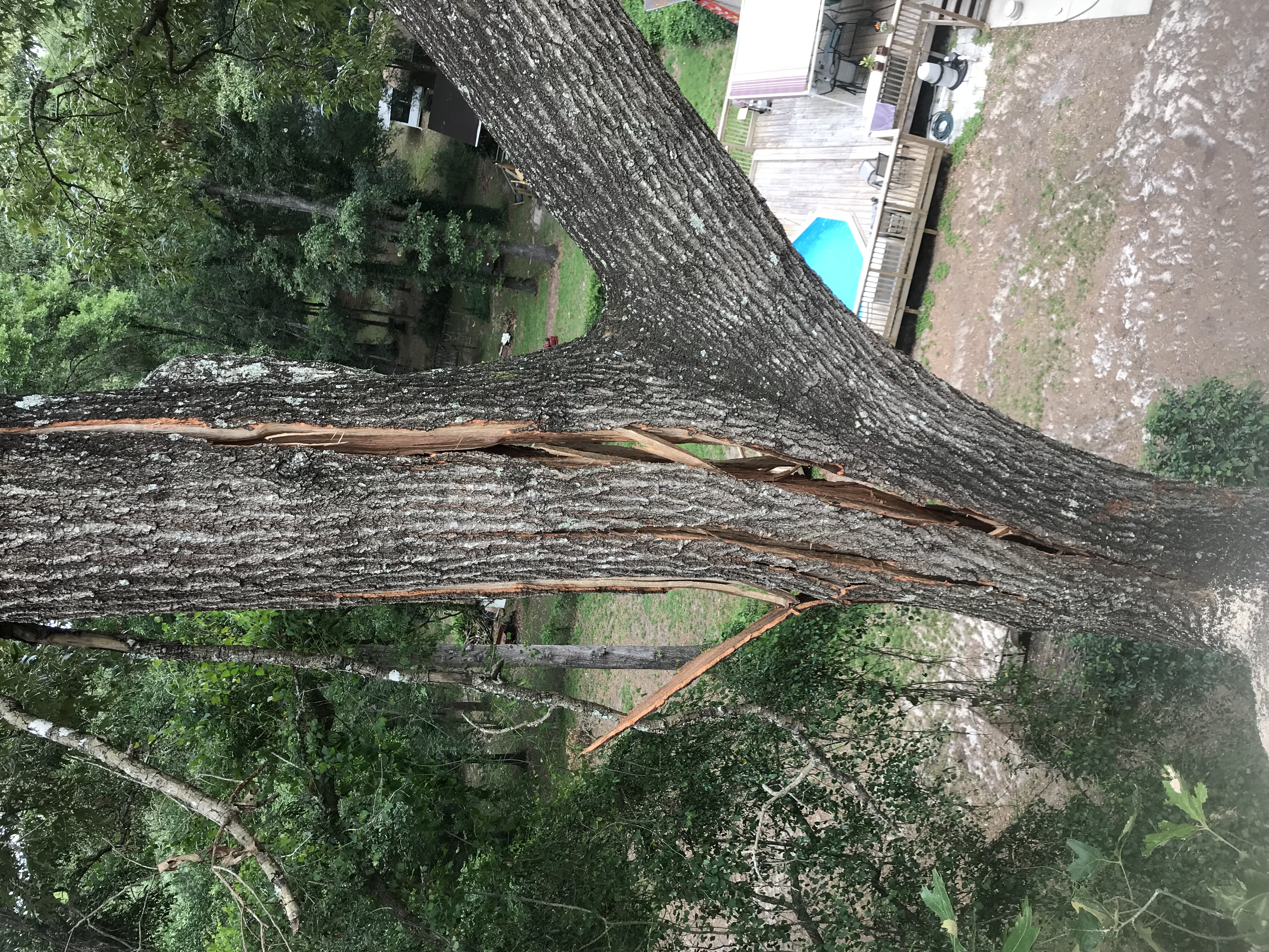 A close up of multiple large vertical splits running up the middle of a tree. A deck and pool can be seen on the ground below.