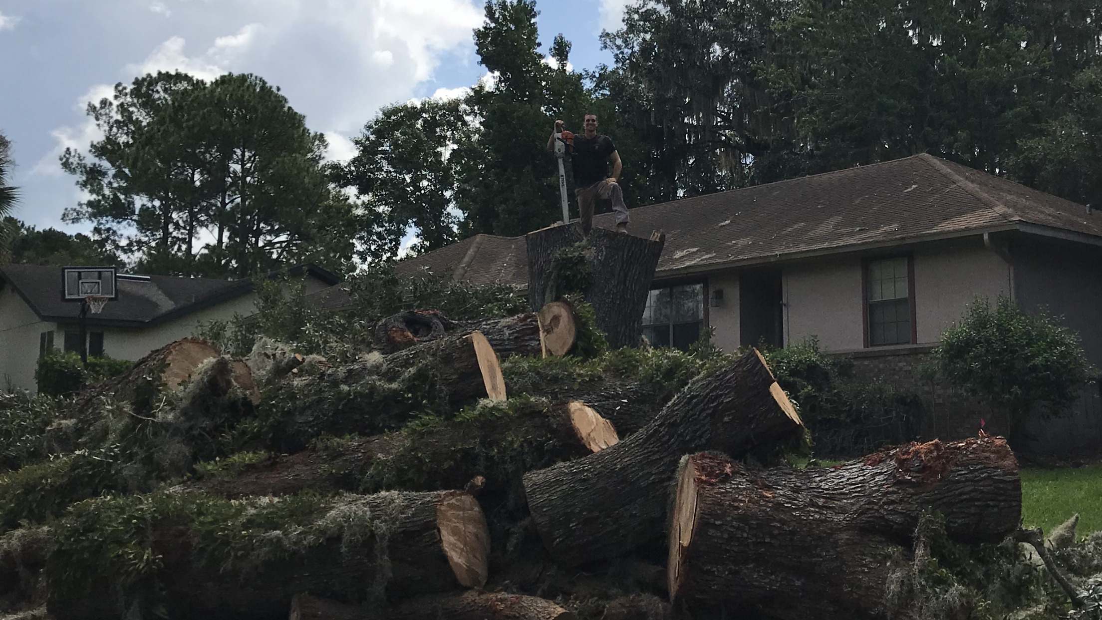 Arborist standing on the base of a freshly removed tree, above a large pile of logs.