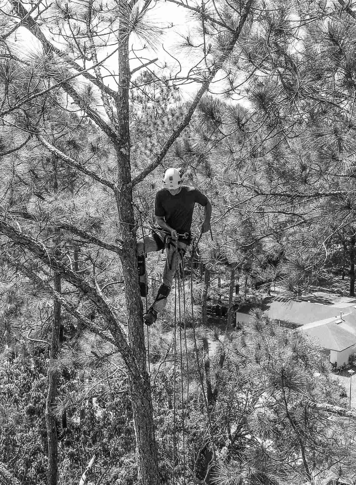 Arborist near the top of a tree looking down while pulling rope up.