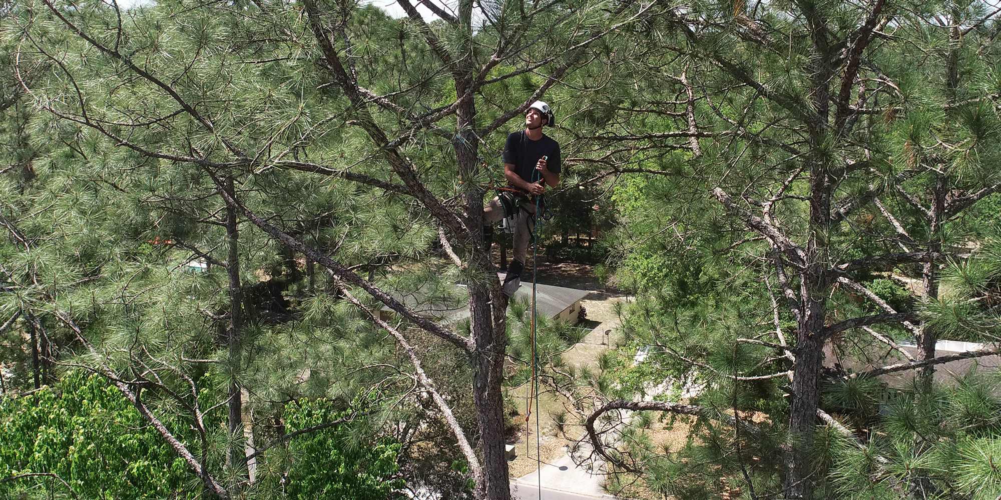 Arborist standing near the top of a tree and pulling rope up.