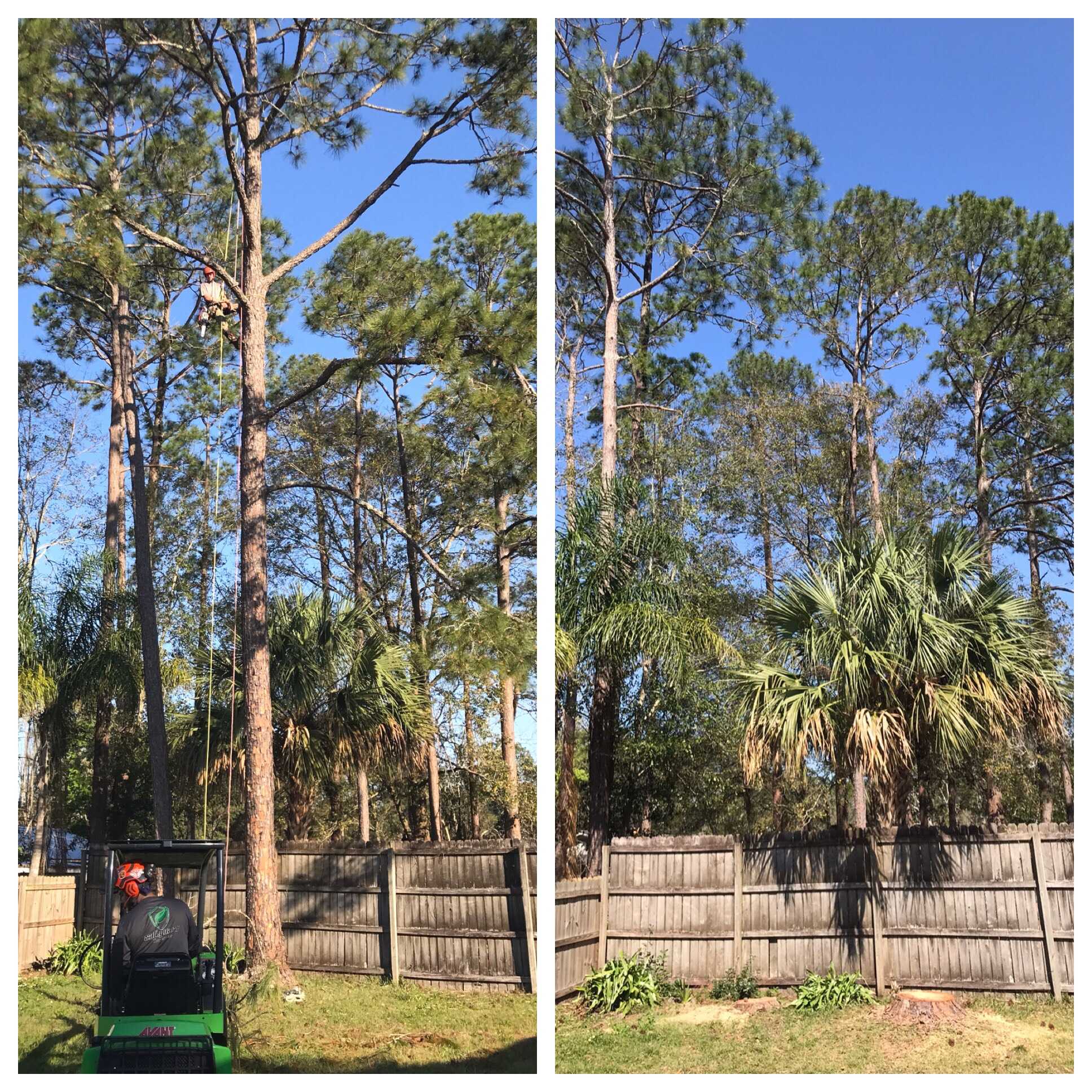 A before and after shot of an arborist working in a pine tree, and the yard once the tree is removed.