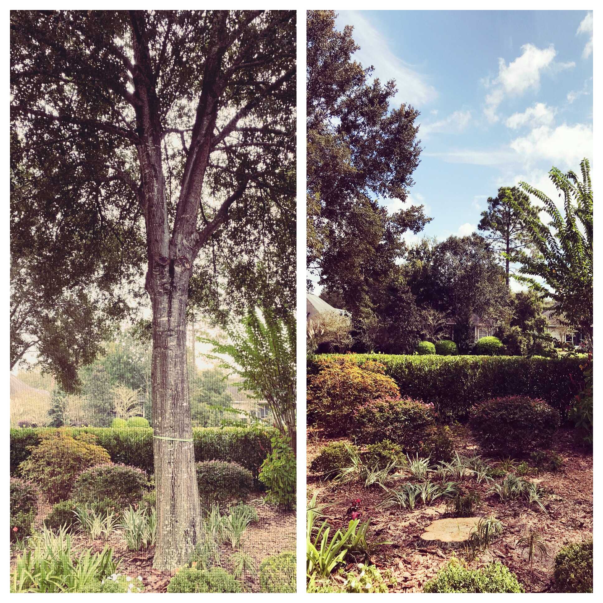 A before and after shot of a tree standing in a garden, then the garden undisturbed after removal.