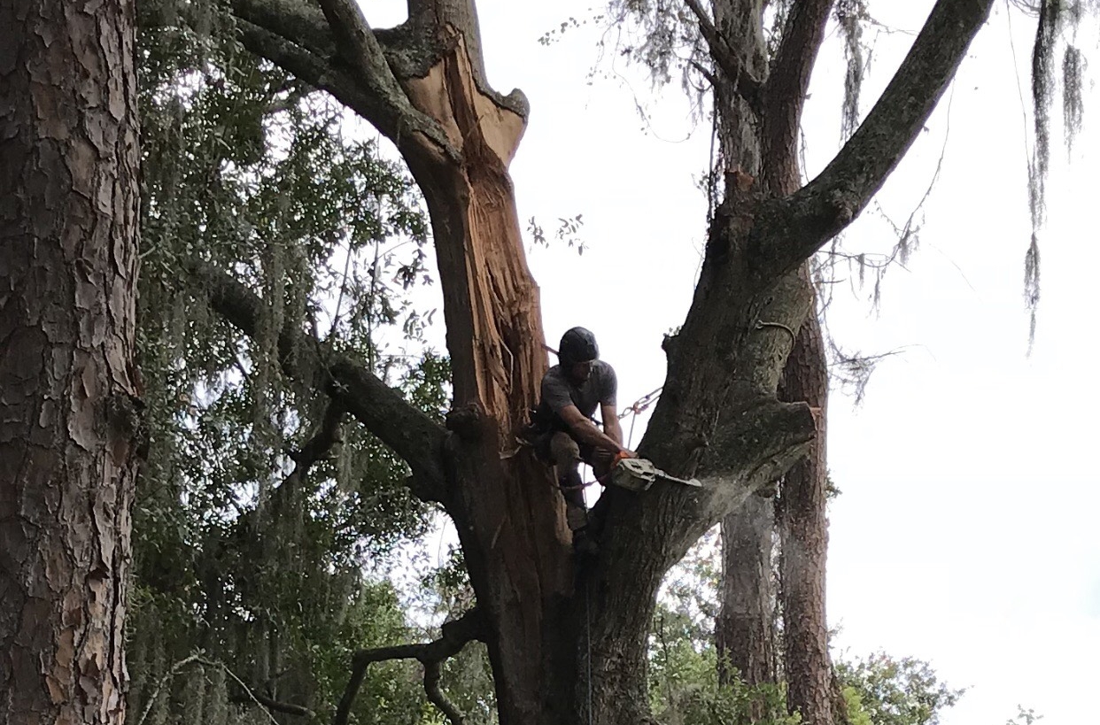 An arborist removing a large section of tree that has split away from the trunk.