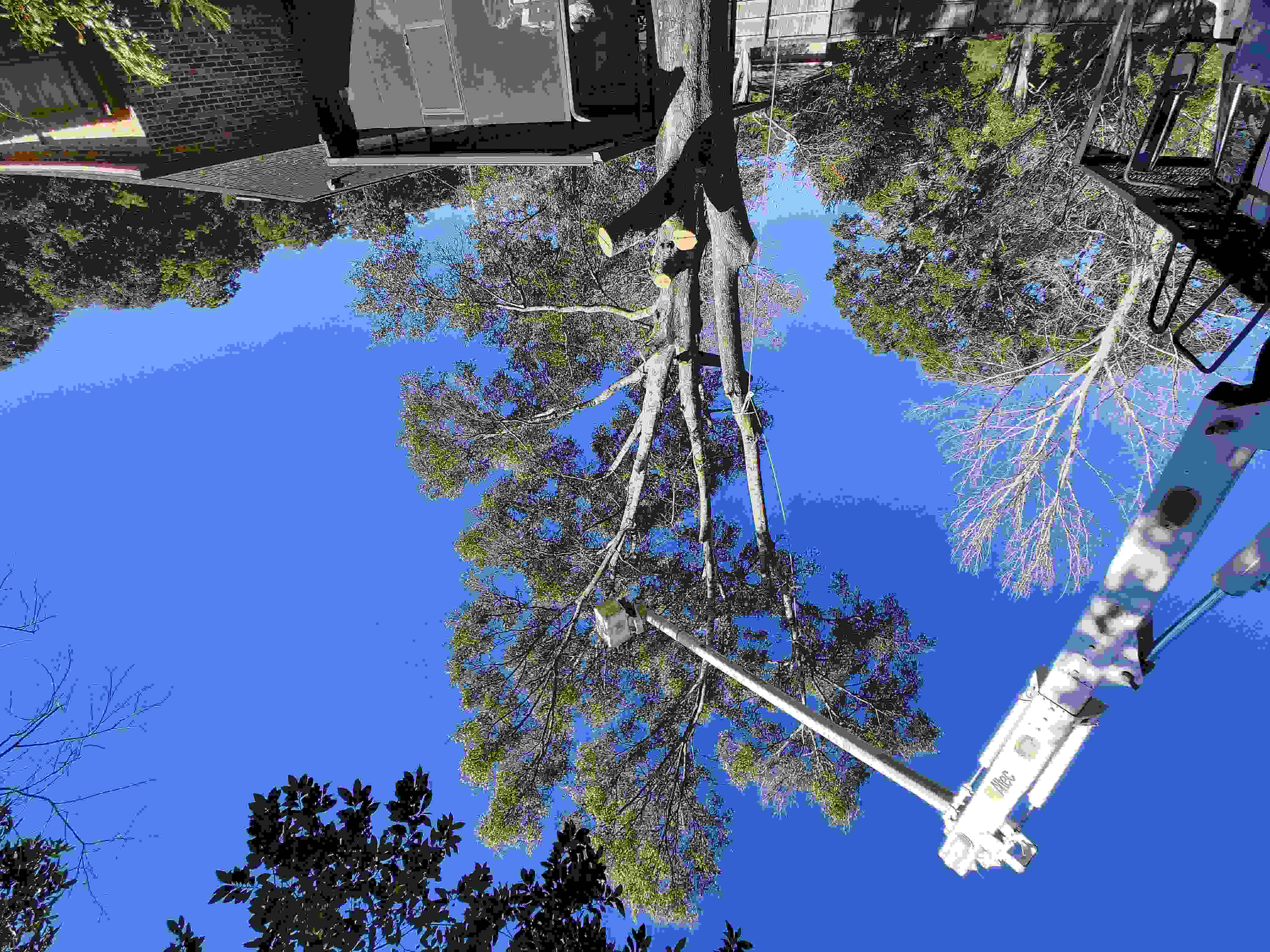 A low angle view of a bucket truck extending high into the canopy of a partially removed tree.