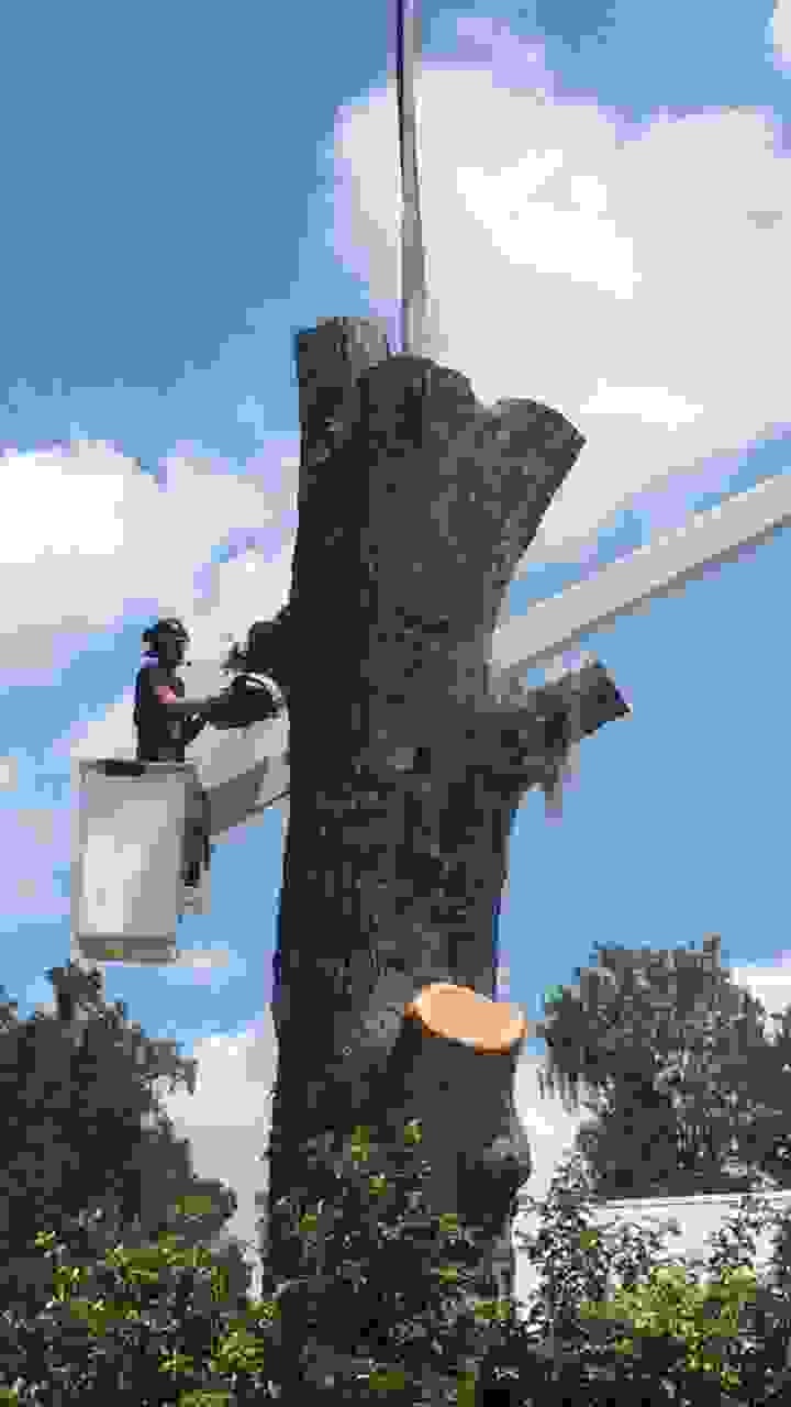 Lead arborist, Spencer, working from a bucket to cut through a very large tree trunk.