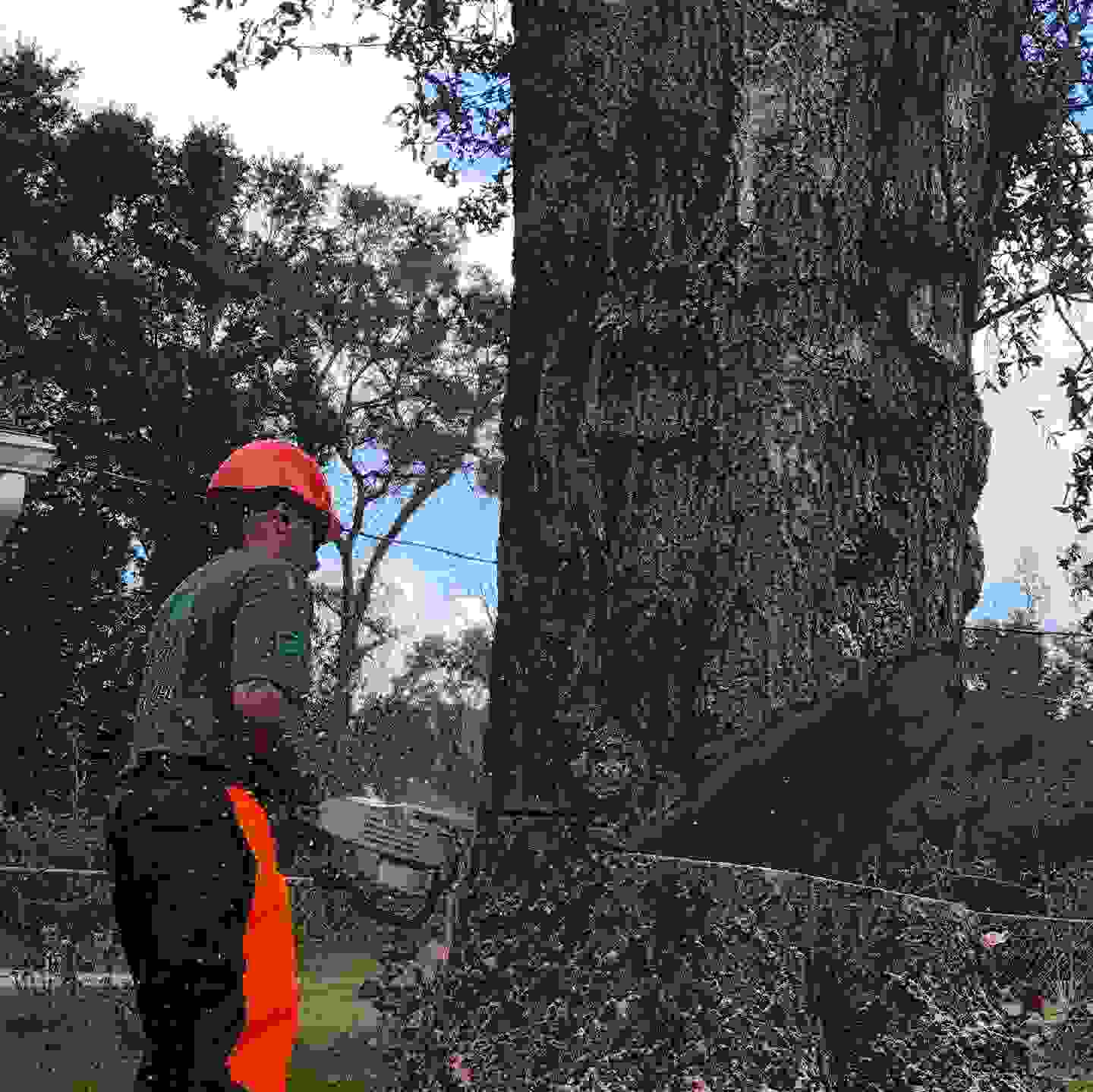 An arborist back cutting the base of a tree towards a large notch cut on the face.