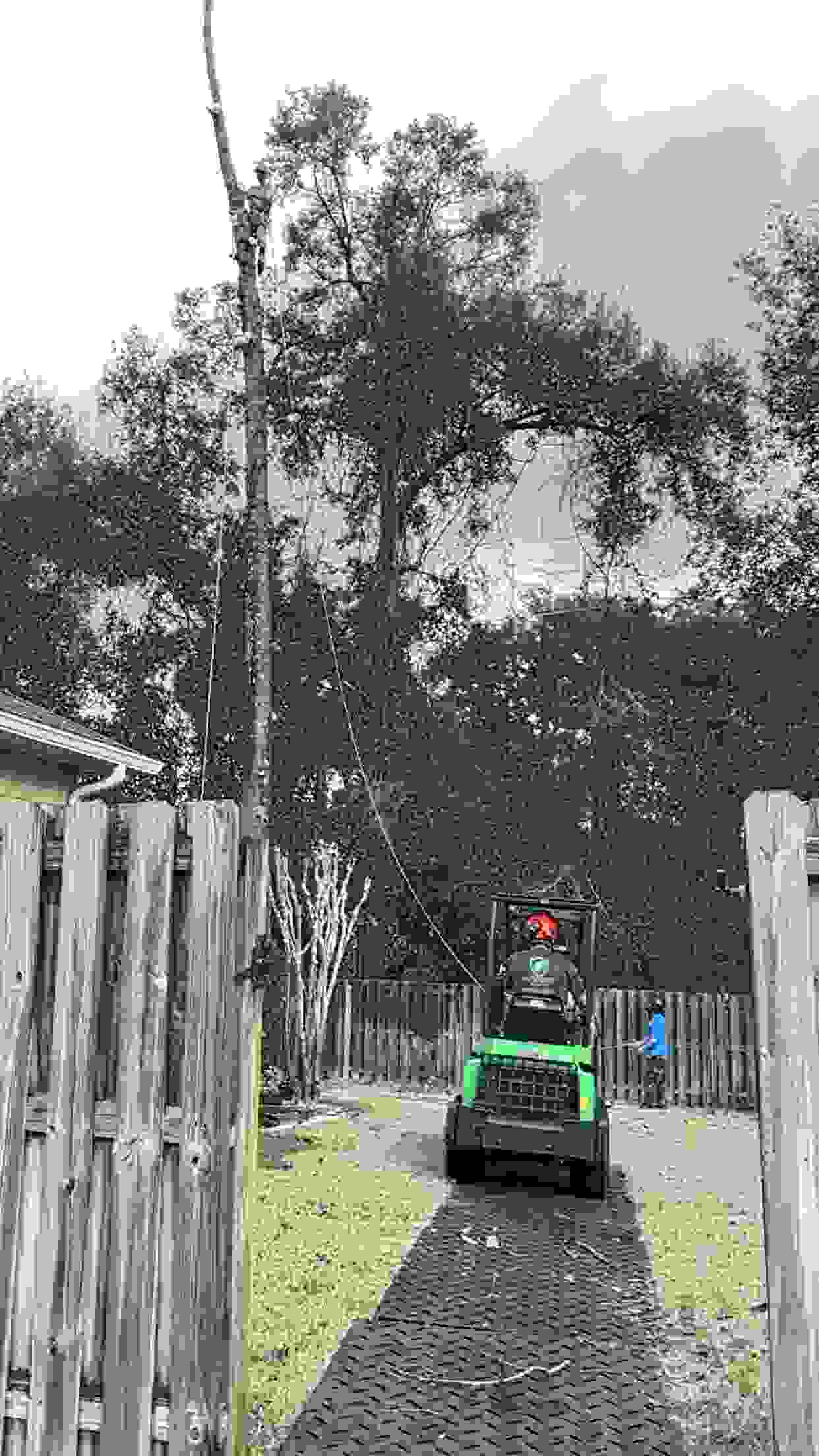 An arborist dropping a section of tree, and a wheel loader standing by ready to move the section afterwards.