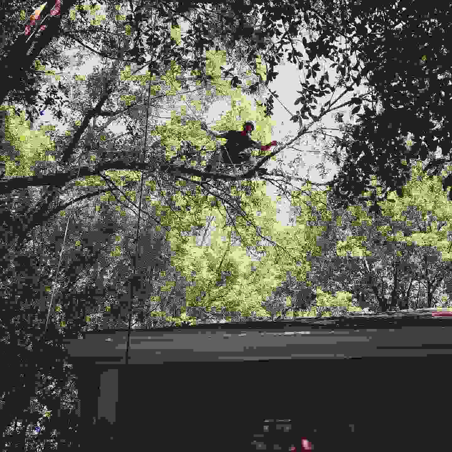 Lead arborist, Spencer, out on a limb, smiling at the camera.