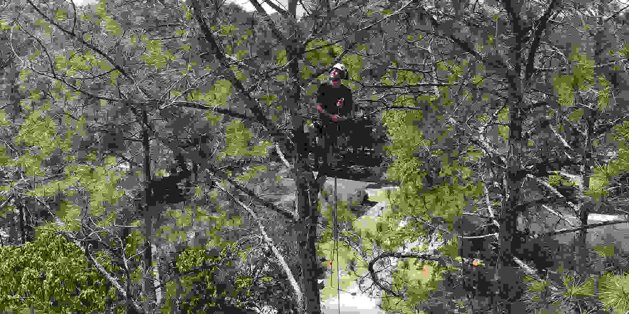 Arborist standing near the top of a tree and pulling rope up.