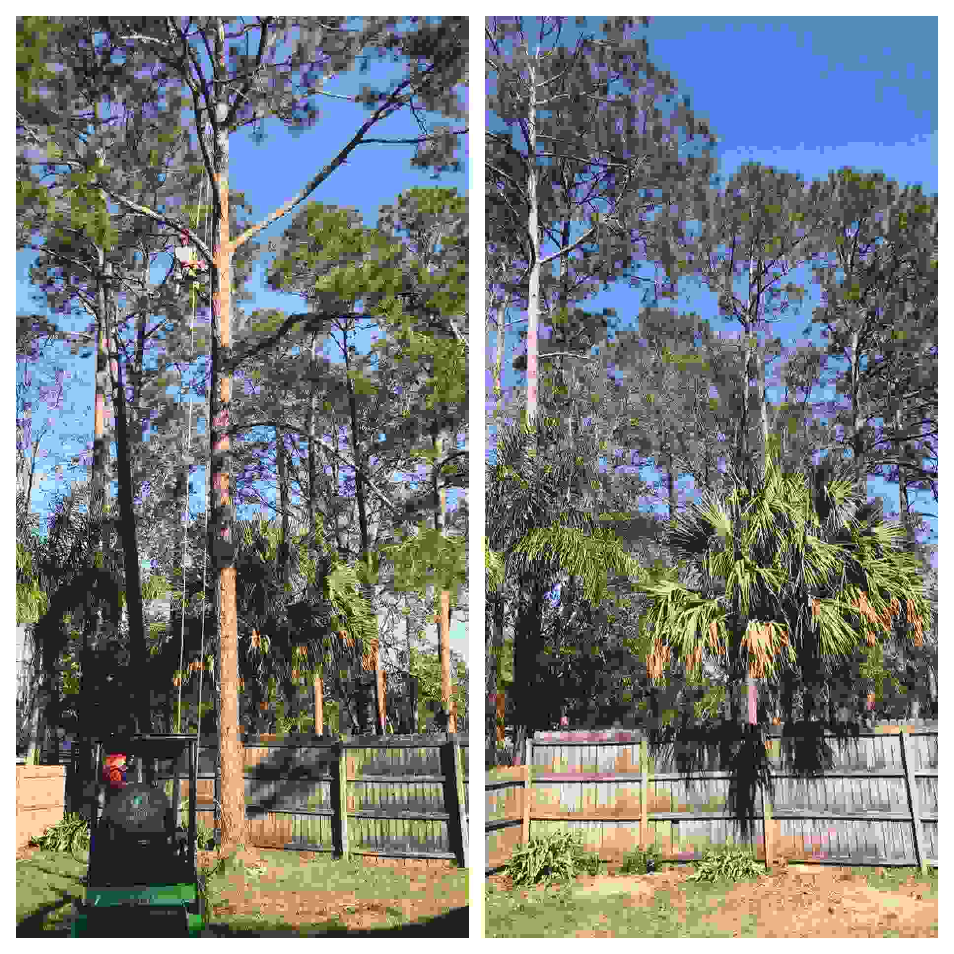 A before and after shot of an arborist working in a pine tree, and the yard once the tree is removed.