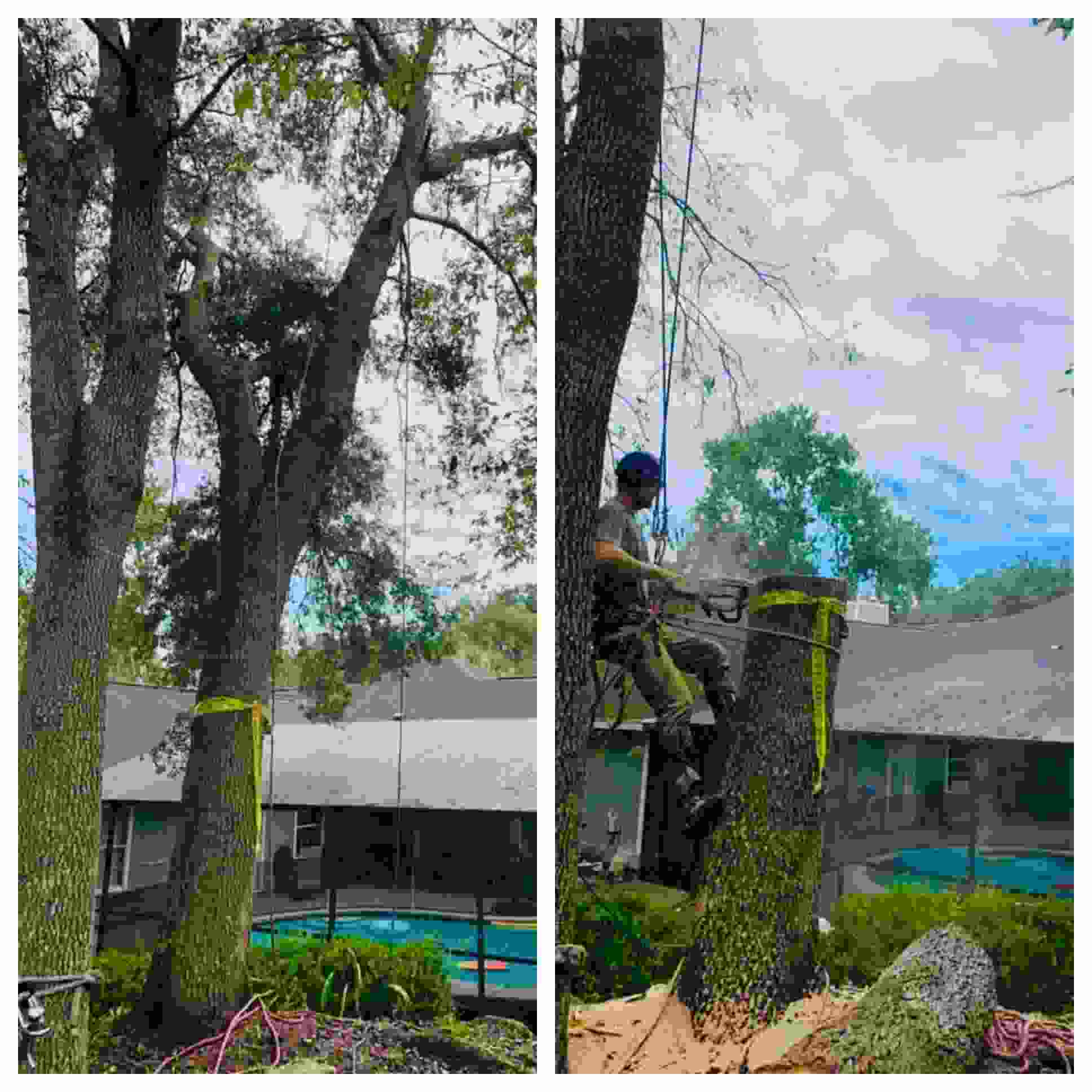 A before and after shot of the removal of a tree extending over a pool.