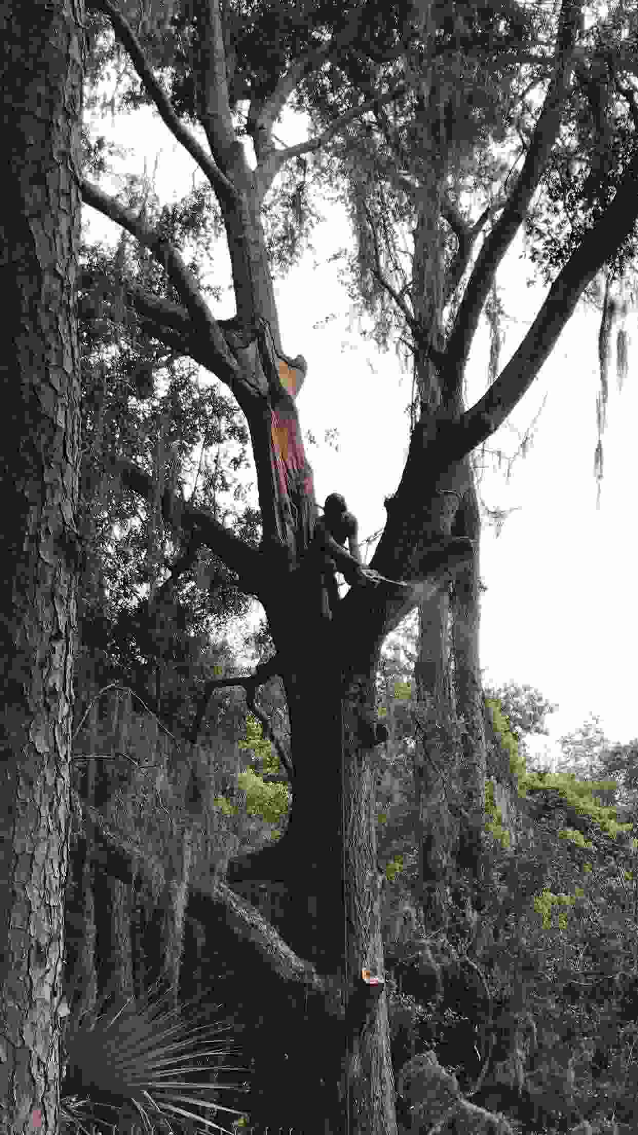 An arborist removing a large section of tree that has split away from the trunk.